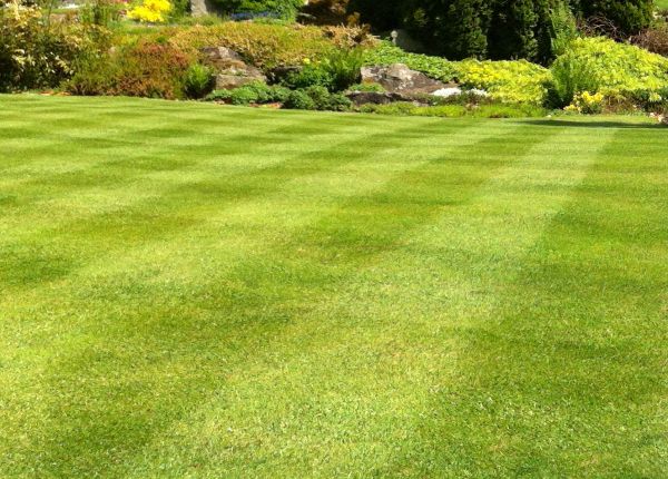 Commercial Grass Cutting in Anoka