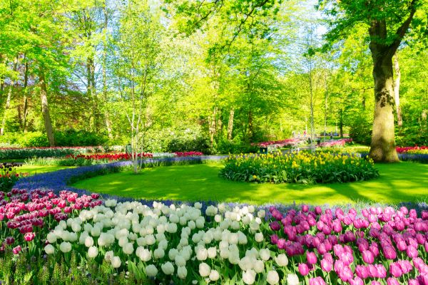 Spring Lawn Care in Anoka