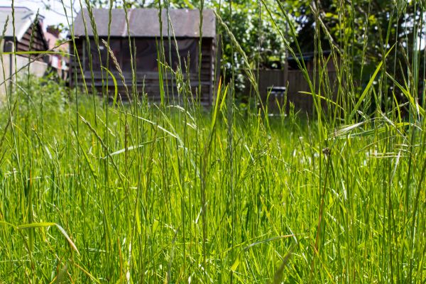 Overgrown Lawn Trimming in Anoka